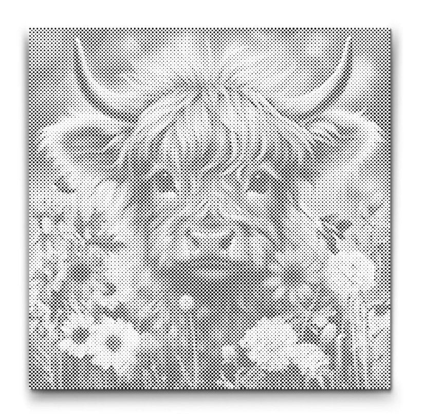 Baby højlandsko prikmaleri, sødt motiv i blomstereng